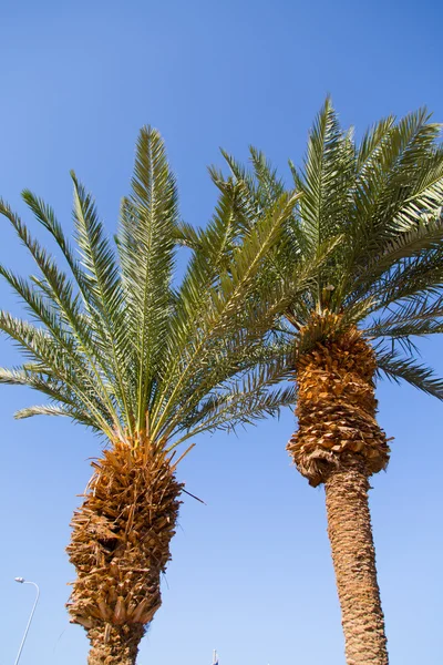 Пальмы Эйлата, солнечный Израиль — стоковое фото