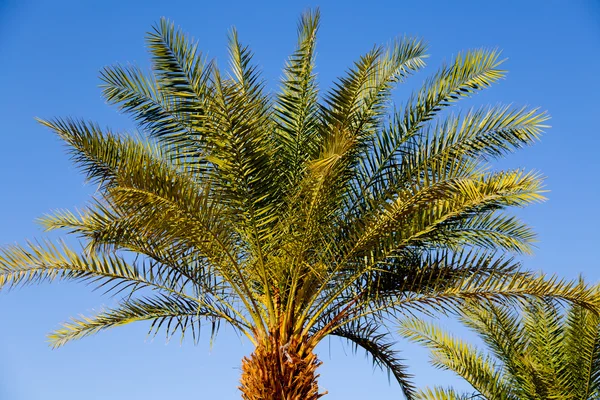 Eilat, güneşli İsrail palmiye ağaçlarında