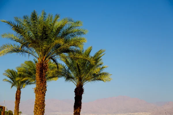 Пальмы Эйлата, солнечный Израиль — стоковое фото