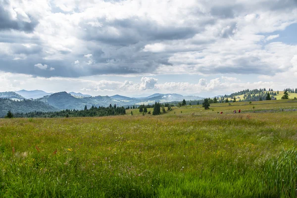 Krásná louka v rumunské Karpaty — Stock fotografie