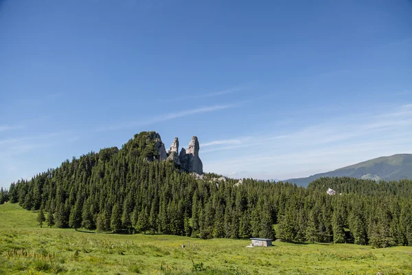 Belle prairie dans les Carpates roumaines — Photo