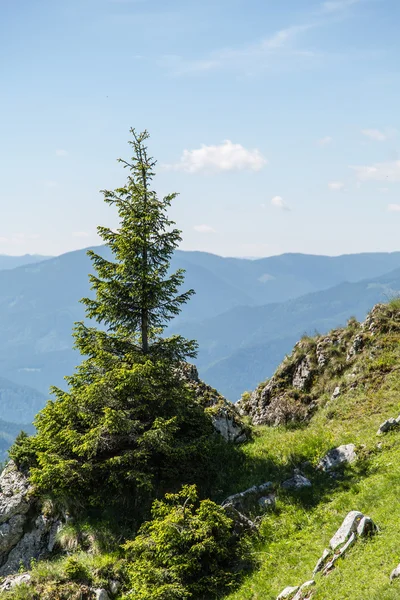 Schöne Wiese in den rumänischen Karpaten — Stockfoto