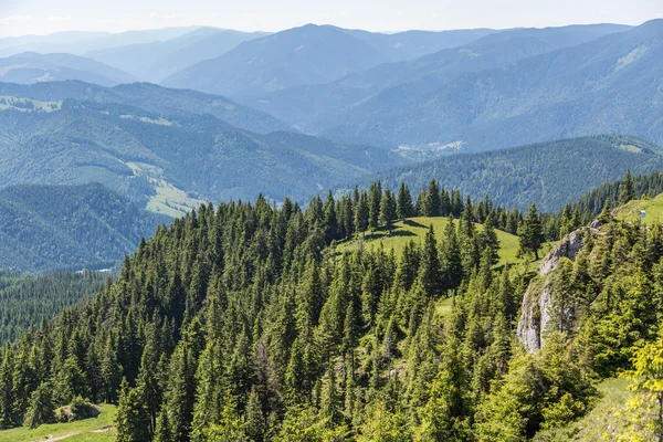 Schöne Wiese in den rumänischen Karpaten — Stockfoto