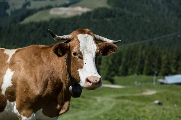 Funny cow in the mountains of northern Romania