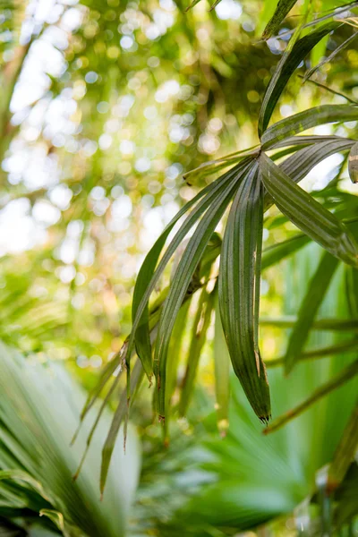 Vahşi tropikal orman, egzotik yaprakları