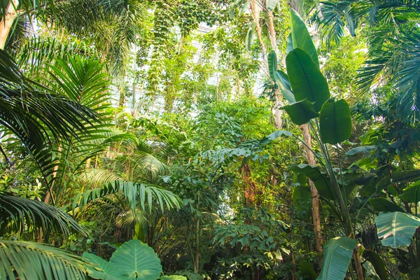 Дикие тропические джунгли, экзотические листья — стоковое фото