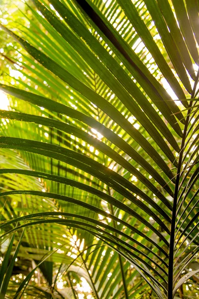 Selvaggia giungla tropicale, foglie esotiche — Foto Stock