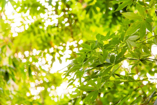 Selva tropical salvaje, hojas exóticas — Foto de Stock