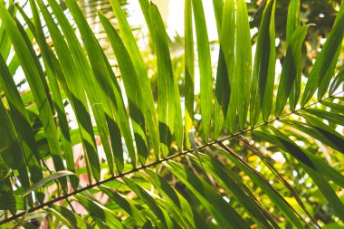 Vahşi tropikal orman, egzotik yaprakları