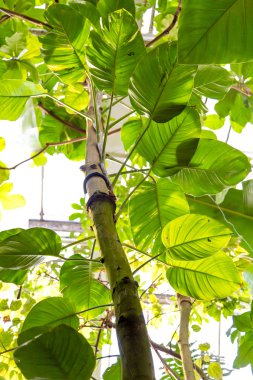 Vahşi tropikal orman, egzotik yaprakları