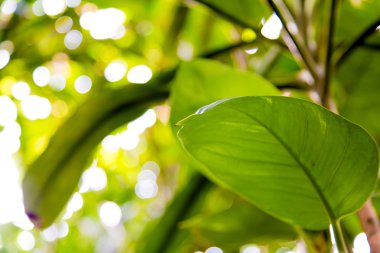 Vahşi tropikal orman, egzotik yaprakları