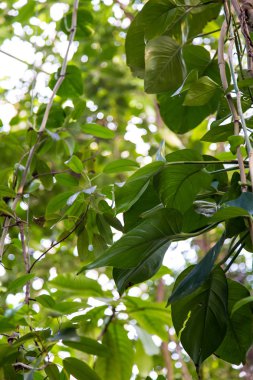 Vahşi tropikal orman, egzotik yaprakları