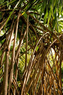 Vahşi tropikal orman, egzotik yaprakları