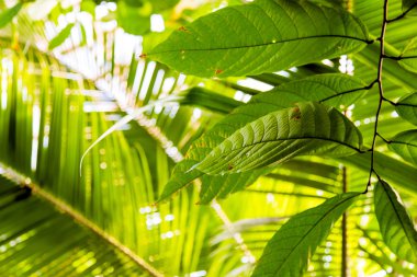 Vahşi tropikal orman, egzotic bırakır