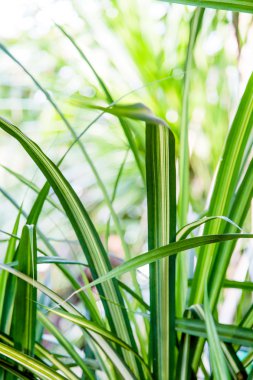 Vahşi tropikal orman, egzotik yaprakları
