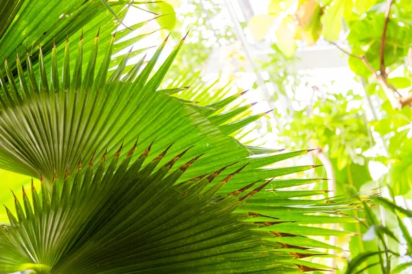 Selvaggia giungla tropicale, foglie esotiche — Foto Stock