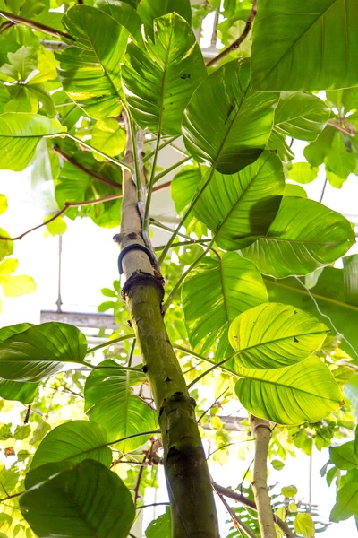 Vahşi tropikal orman, egzotik yaprakları