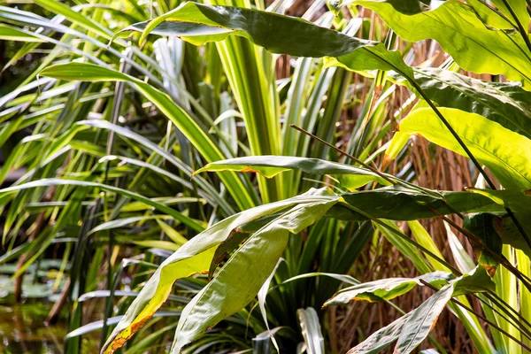 Wild tropical jungle, exotic leaves