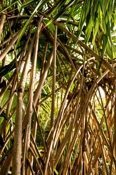Divoké tropické džungle, exotické listy — Stock fotografie