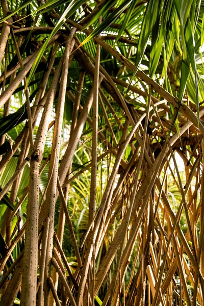 Selvaggia giungla tropicale, foglie esotiche — Foto Stock