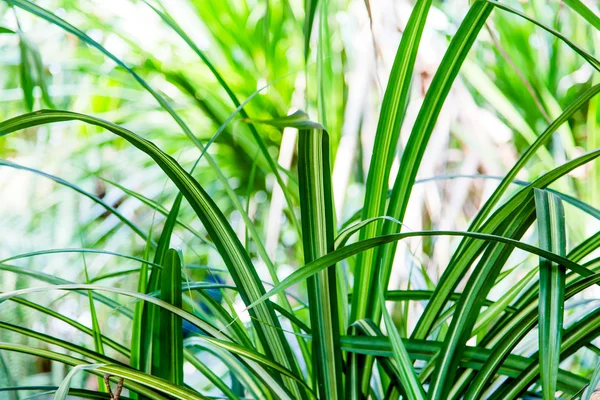 Vahşi tropikal orman, egzotik yaprakları