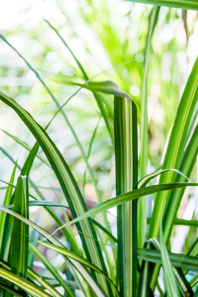 Vahşi tropikal orman, egzotik yaprakları