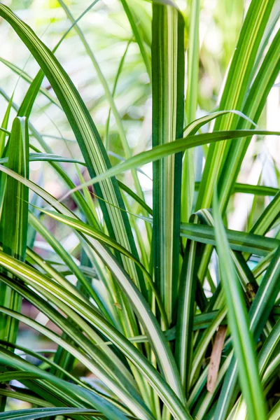 Vahşi tropikal orman, egzotik yaprakları