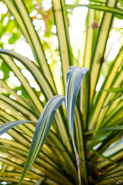 Selvaggia giungla tropicale, foglie esotiche — Foto Stock