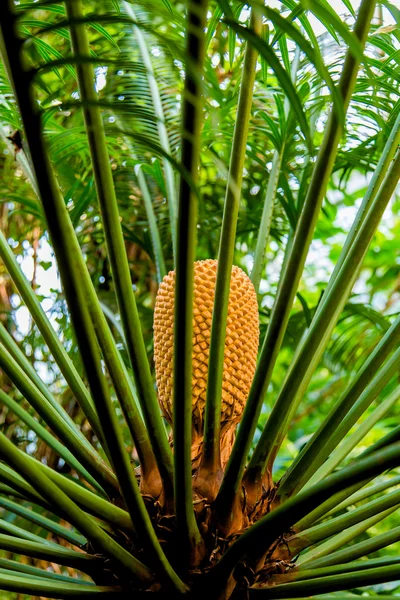 Selvaggia giungla tropicale, pianta esotica — Foto Stock