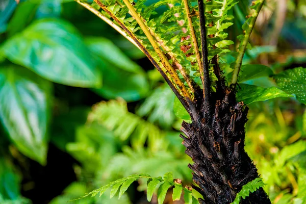Дикі тропічні джунглі, екзотичні листя — стокове фото