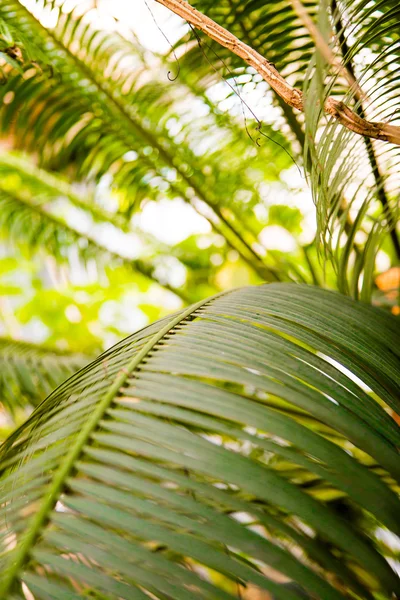 Gerçek bir orman arka plan ile güzel palmiye yaprakları