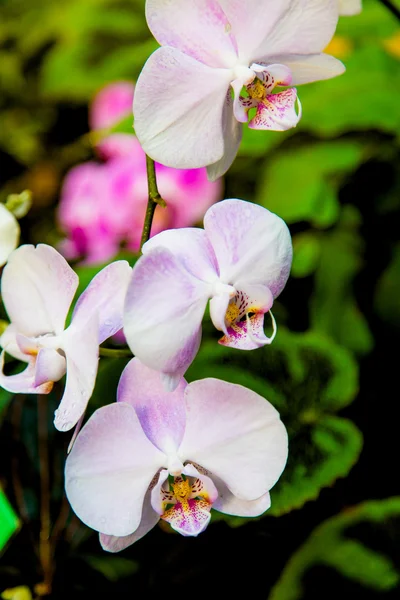 Piękne egzotyczne kwiaty w tropikalnej dżungli — Zdjęcie stockowe