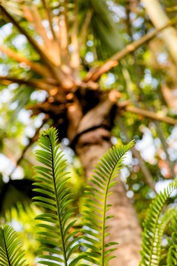 Vahşi tropikal orman, egzotik yaprakları