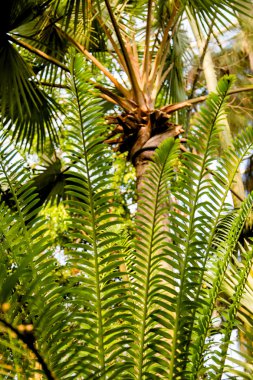 Vahşi tropikal orman, egzotik yaprakları