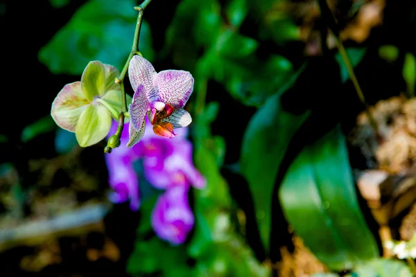 Trópusi dzsungel gyönyörű egzotikus virágok — Stock Fotó