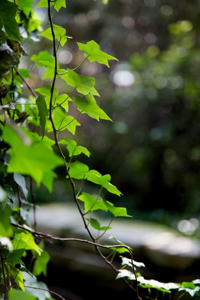 Selvaggia giungla tropicale, foglie esotiche — Foto Stock