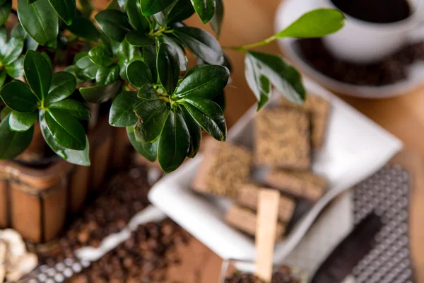 Caffè tradizionale naturale, tema ambiente domestico — Foto Stock