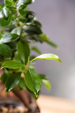 Doğal geleneksel kahve, ev ortam Tema