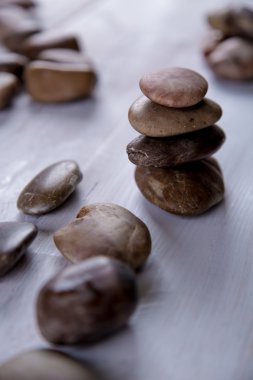 Deniz, sahil canlı kavramı