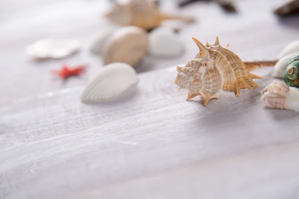 Un montón de piedras y conchas en la playa — Foto de Stock