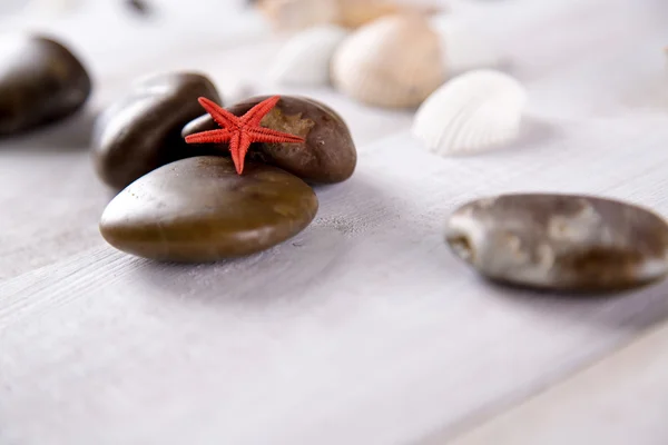 Un montón de piedras y conchas en la playa —  Fotos de Stock