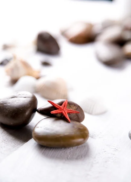 Tal van stenen en schelpen op het strand — Stockfoto