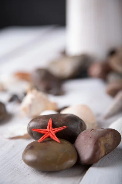 Estrellas de mar y conchas en la playa — Foto de Stock