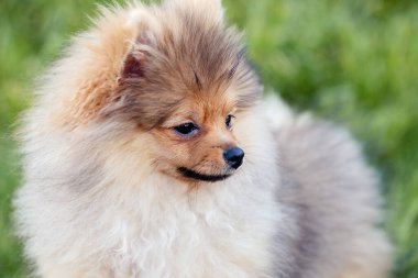 Parktaki şirin pomeranian yavru köpeğinin portresi. Pomeranya ya da Spitz köpeğinin kapatılması.