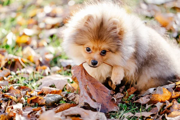 Filhote Cachorro Vermelho Pomerânia Meses Deitado Com Uma Folha Boca — Fotografia de Stock