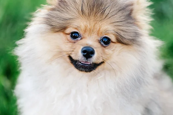 Close Retrato Lindo Filhote Cachorro Pomeranian Com Sorriso Bonito Parque — Fotografia de Stock