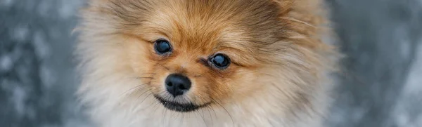 Bonito Vermelho Pomeranian Spitz Olhando Para Câmera Fundo Cinza Animal — Fotografia de Stock