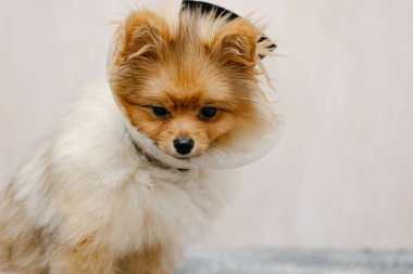 Elizabeth dönemi tasmalı üzgün pomeranya köpeği, plastik koni, hayvanın tıbbi koruması. Boşluğu Kopyala