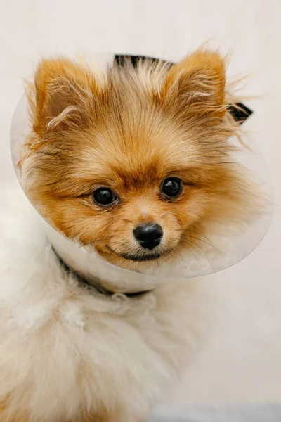 医療用の襟にかわいいポメラニアン 病気の犬 閉めろ 医学動物保護 — ストック写真