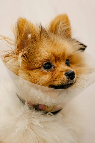 カメラを見て医療用の襟でかわいいポメラニアン 病気の犬 閉めろ 医学動物保護 — ストック写真